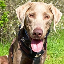 JOKER, Hund, Labrador Retriever in Kesselsdorf