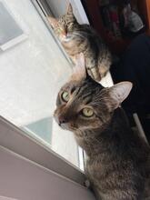 MASHA, Katze, Europäisch Kurzhaar in Langenhagen