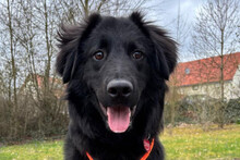 JUNAK, Hund, Labrador-Mix in Gleichen