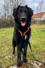 JUNAK, Hund, Mischlingshund in Affalterbach
