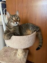 MISHA, Katze, Europäisch Kurzhaar in Langenhagen