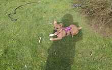 MARLA, Hund, Mischlingshund in Landshut