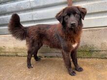 TRAVIS, Hund, Mischlingshund in Rumänien