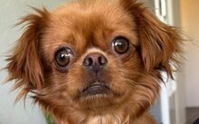 BAMBINA, Hund, Mischlingshund in Neuss