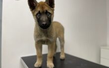 KALUHA, Hund, Malinois-Siberian Husky-Mix in Hamburg