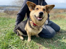 NESSIE, Hund, Mischlingshund in Düsseldorf