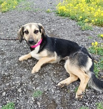 LIZA, Hund, Mischlingshund in Schweinfurt