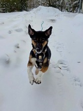 FLORI, Hund, Mischlingshund in Hannover