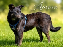 AMORA, Hund, Mischlingshund in Portugal