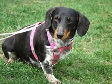 PICURKA, Hund, Dackel-Mix in Ungarn