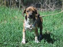 PIRI, Hund, Dackel-Mix in Ungarn