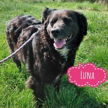 LUNA, Hund, Mudi-Kroatischer Schäferhund in Framersheim