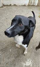 MATZE, Hund, Mischlingshund in Rumänien
