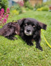 CHEWBACCA, Hund, Mischlingshund in Breitenbrunn
