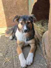 SUSI, Hund, Mischlingshund in Rumänien