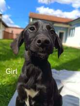 ELLA, Hund, Mischlingshund in Visselhövede
