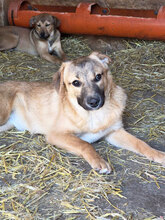 SELMA, Hund, Mischlingshund in Rumänien