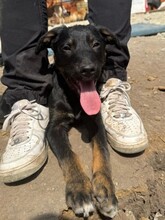 ANSGAR, Hund, Mischlingshund in Rumänien