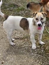 TOBY, Hund, Mischlingshund in Bulgarien