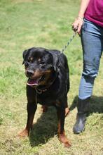 TOGO, Hund, Rottweiler in Italien