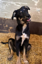 RÜDIGER, Hund, Mischlingshund in Rumänien