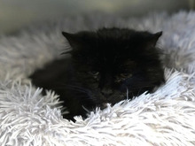 CARA, Katze, Langhaarkatze-Perserkatze-Mix in Hamburg