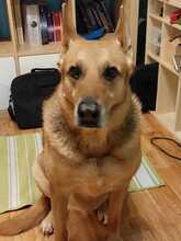 CHIARA, Hund, Schäferhund Mischling in Langenselbold