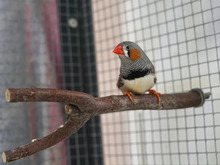 ROBERT, Vogel, Zebrafink in Hamburg