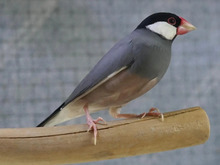 TOOTOO, Vogel, Reisfink in Hamburg