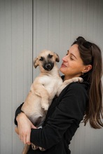 RAJA, Hund, Mischlingshund in Seelze