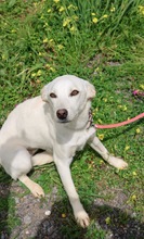 LEA, Hund, Mischlingshund in Seelze