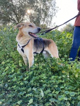 TELIS, Hund, Telis in Karlsruhe