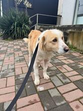 LEYLA, Hund, Mischlingshund in Russische Föderation