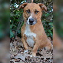 PLASKO, Hund, Mischlingshund in Kroatien