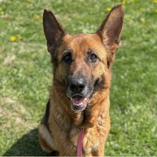 REA, Hund, Mischlingshund in Kroatien