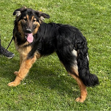 BOY, Hund, Mischlingshund in Kroatien