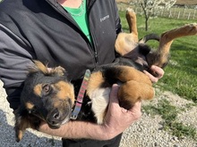 MENTOS, Hund, Mischlingshund in Visselhövede