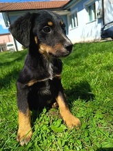 ROCKY, Hund, Mischlingshund in Bosnien und Herzegowina