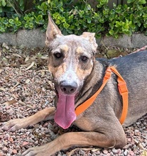 PRIA, Hund, Podenco Andaluz Mischling in Spanien