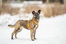 MIA, Hund, Mischlingshund in Hamburg