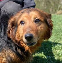 MARWIE, Hund, Mischlingshund in Gräfenberg