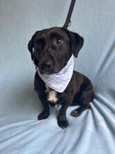 PAUL, Hund, Deutsche Bracke-Mix in Ungarn