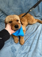LAGUNA, Hund, Terrier-Mix in Ungarn