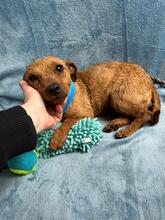 MARIANNA, Hund, Dackel-Terrier-Mix in Berlin