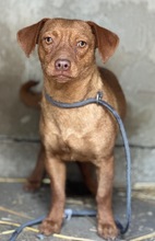 SIREN, Hund, Pinscher-Mix in Ungarn
