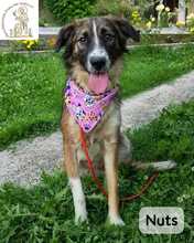 NUTS, Hund, Mischlingshund in Bosnien und Herzegowina