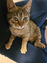 DORI, Katze, Europäisch Kurzhaar-Mix in Herrsching