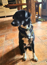 FLAVIANO, Hund, Mischlingshund in Alfhausen