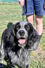 CURGAN, Hund, English Setter in Italien