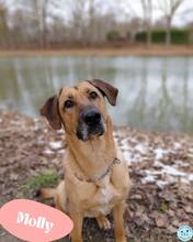 MOLLY, Hund, Schäferhund Mischling in Rheine